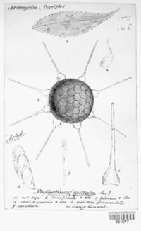 Phyllactinia guttata image